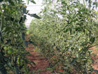 pomodori in tunnel