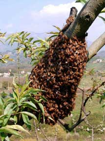 sciame di api su ramo di pesco